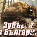 Зубърът в България