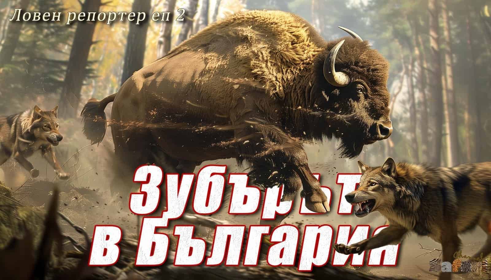 Зубърът в България